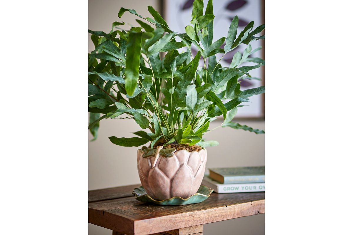 Blumentopf Seerose – Steingut mit Untertasse