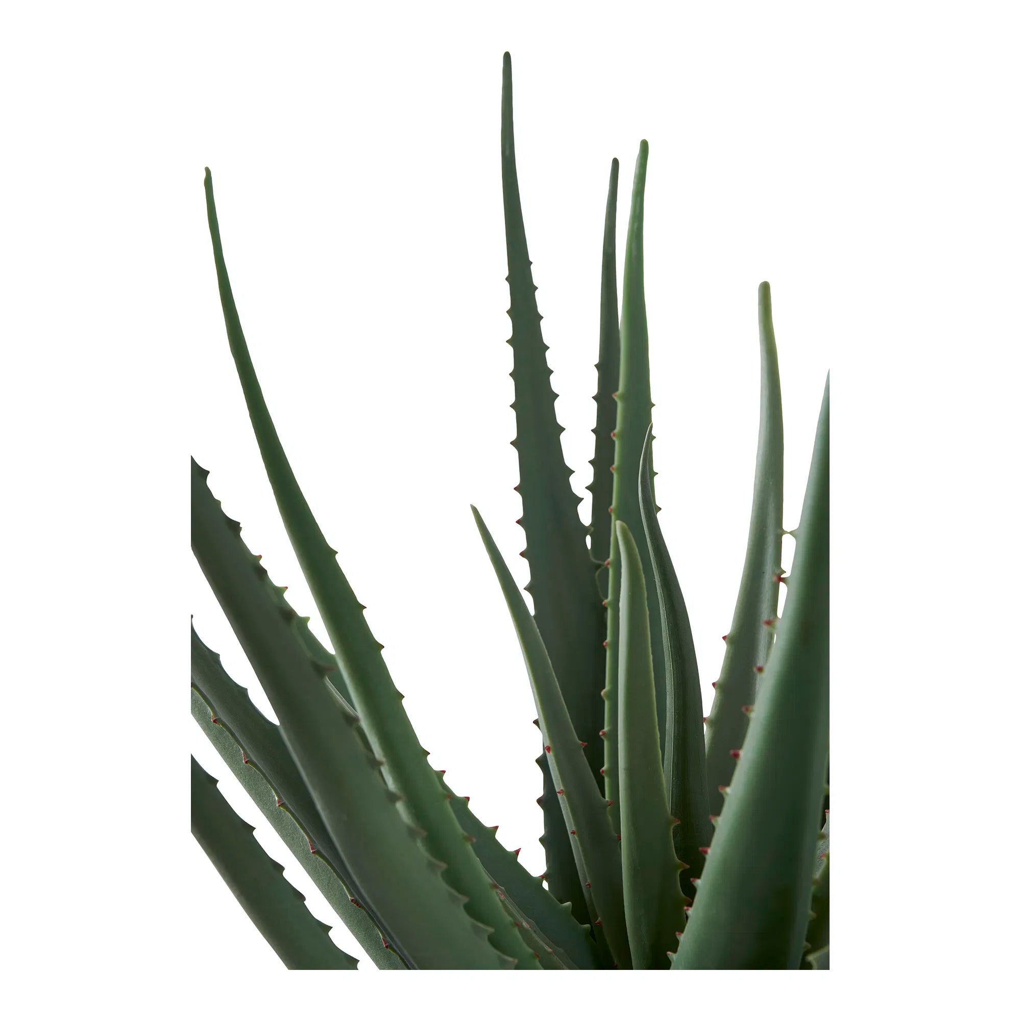 Kunstpflanze Aloe Vera – 51 cm pflegeleichter Klassiker im modernen Look