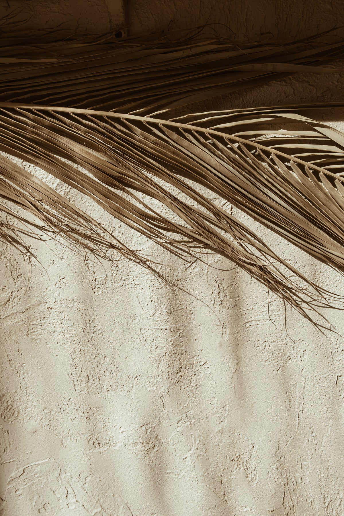 Plakat med palmeblad af papir af høj kvalitet